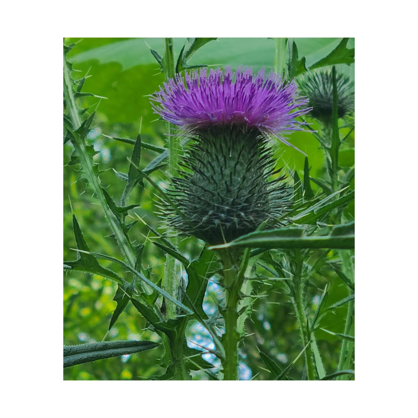 Purple Thistle in North Carolina