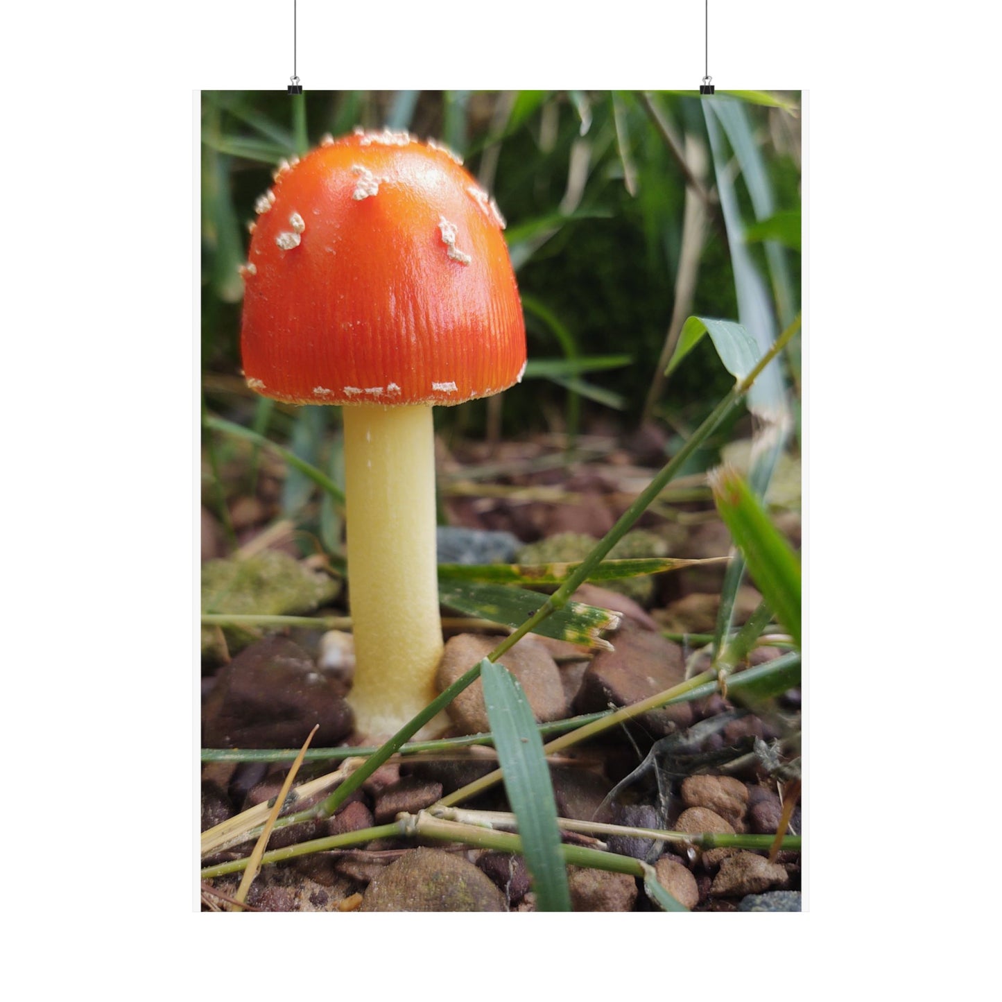 Amanita Muscaria (Fly Agaric) Poster