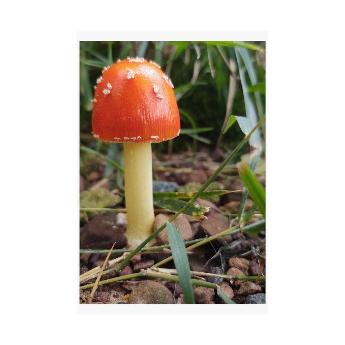 Amanita Muscaria (Fly Agaric) Poster