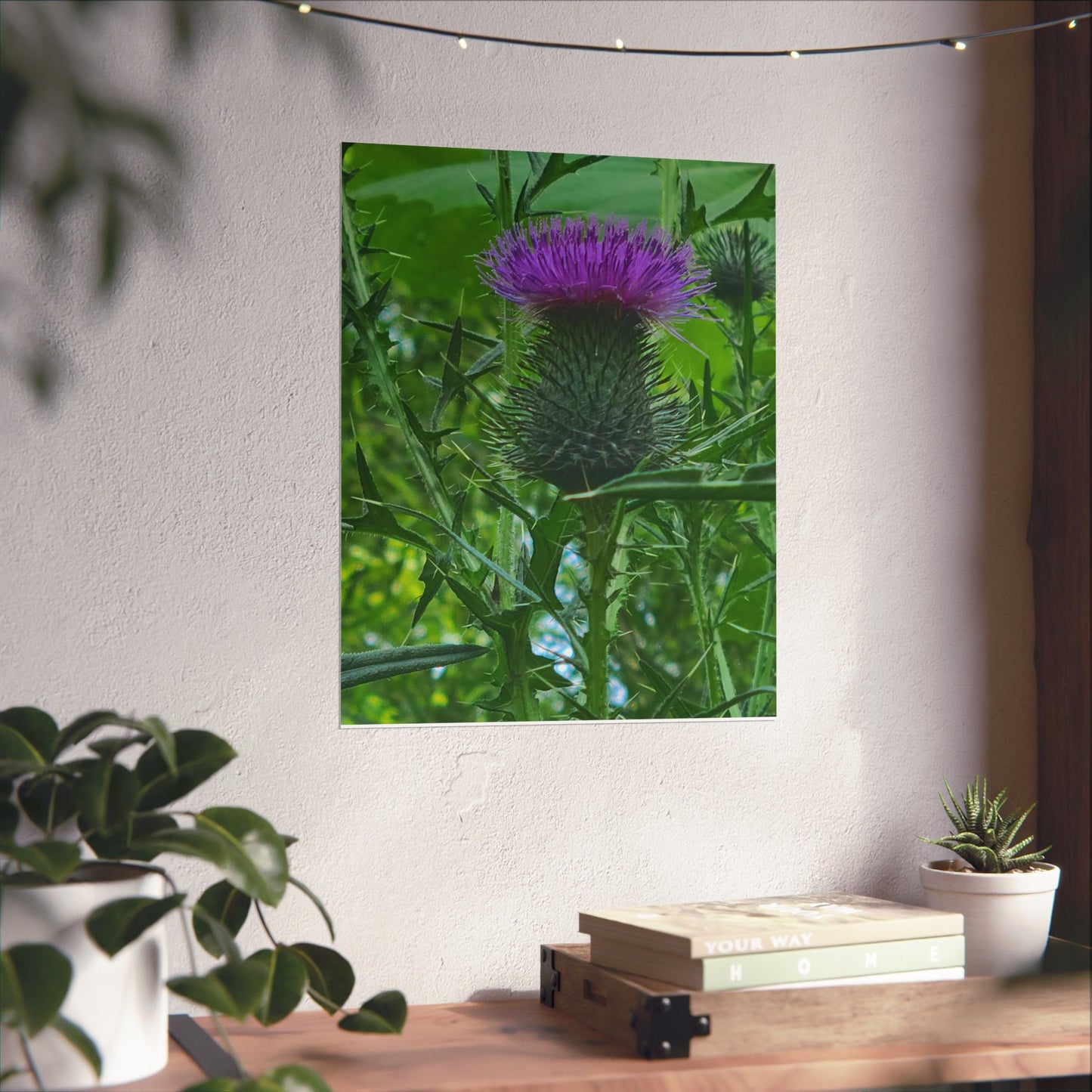 Purple Thistle in North Carolina