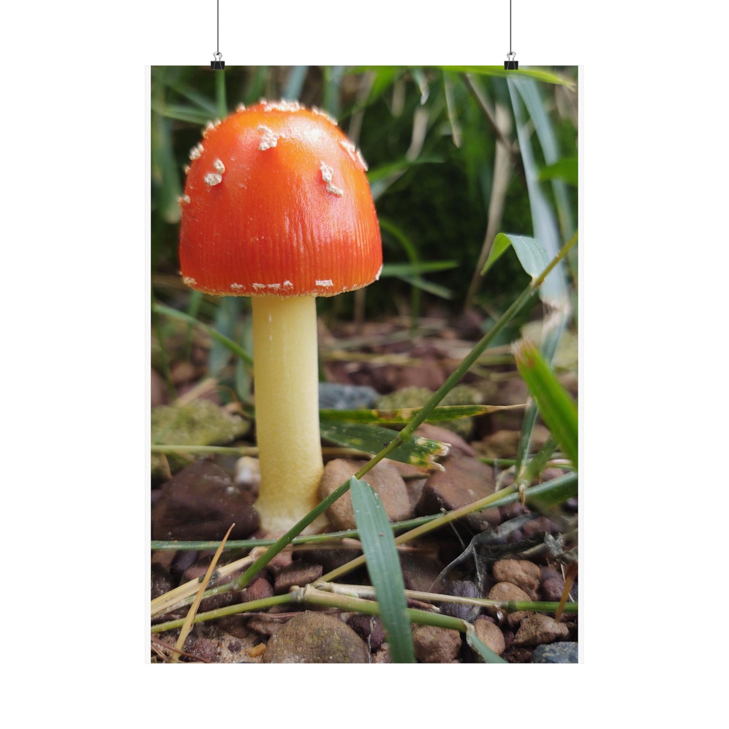 Amanita Muscaria (Fly Agaric) Poster