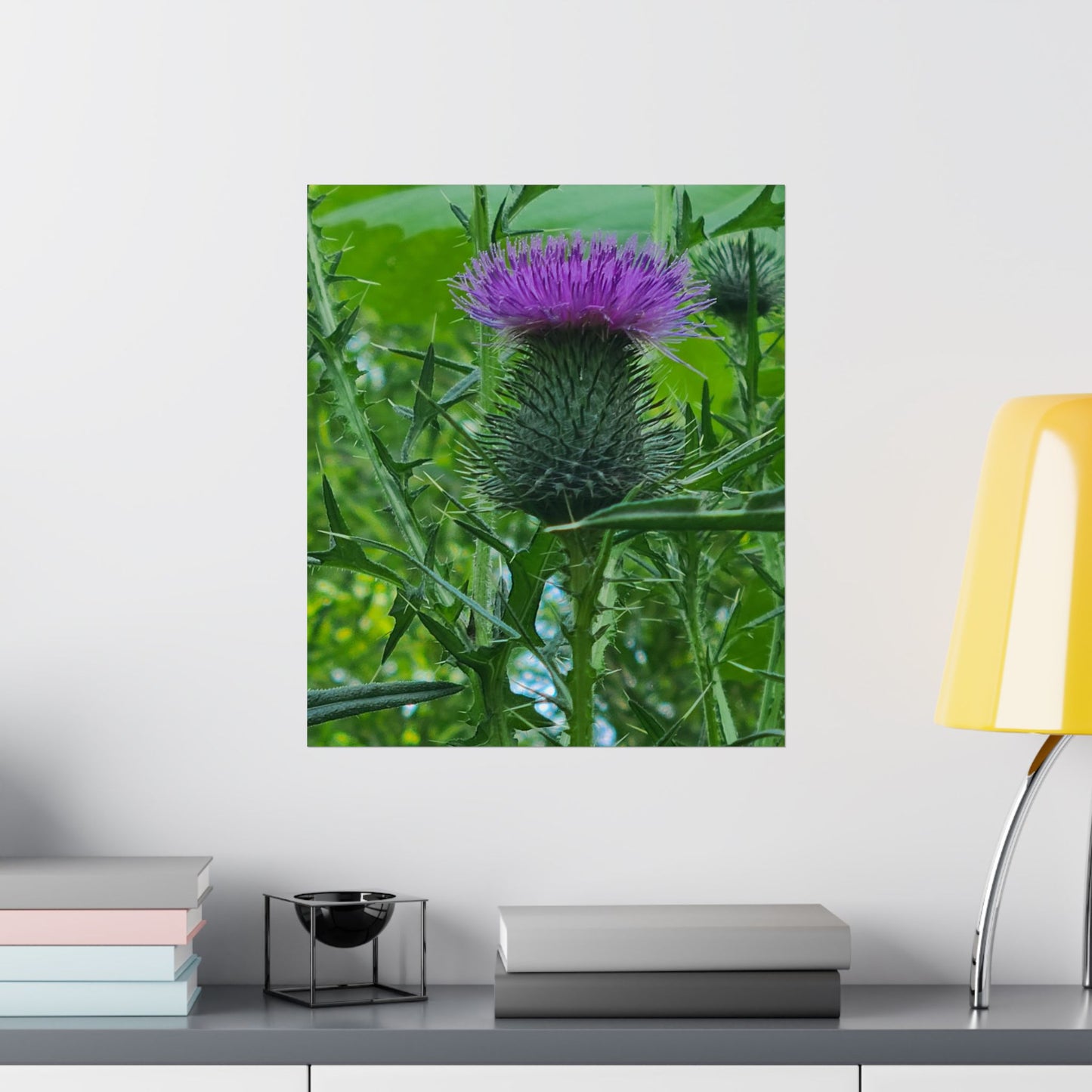 Purple Thistle in North Carolina