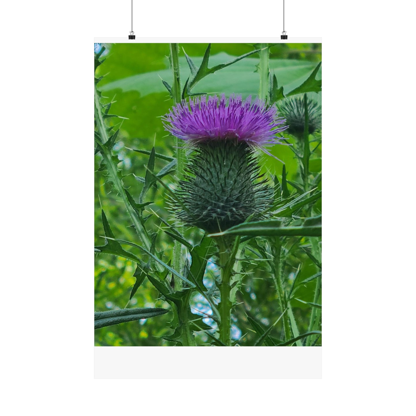 Purple Thistle in North Carolina