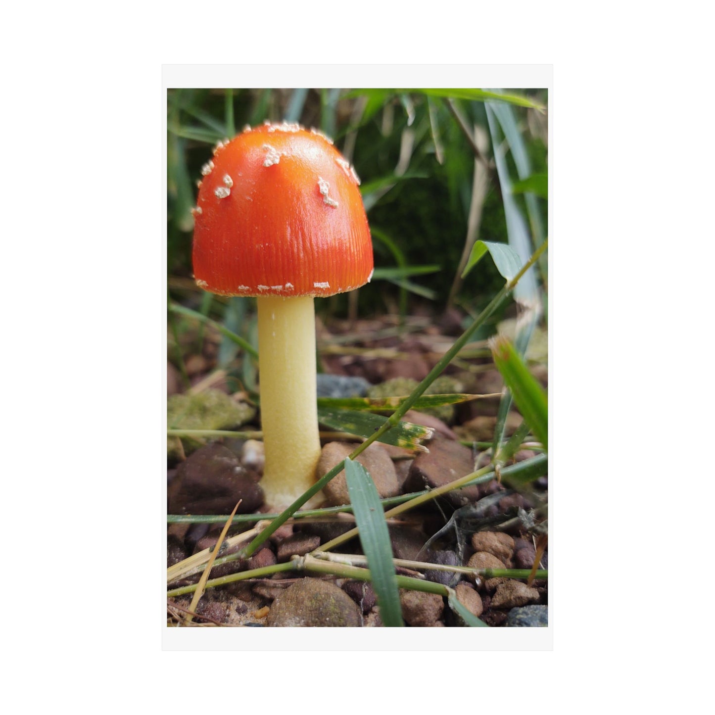 Amanita Muscaria (Fly Agaric) Poster