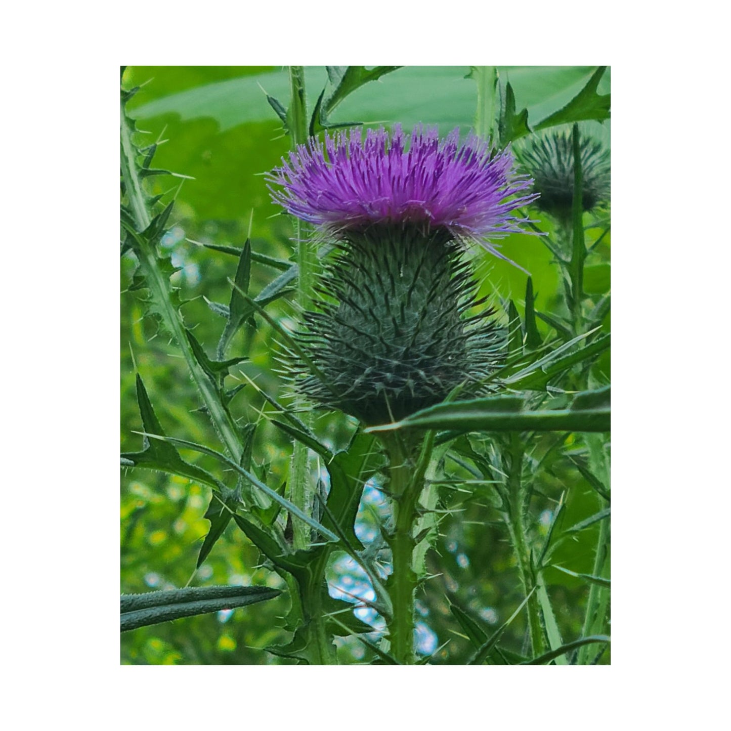 Purple Thistle in North Carolina