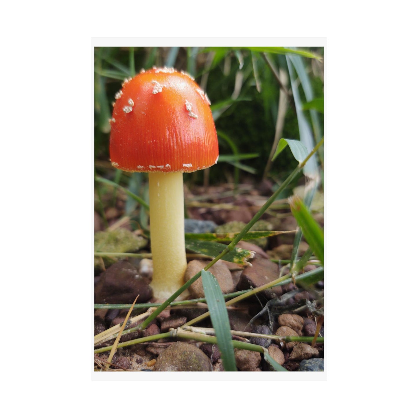 Amanita Muscaria (Fly Agaric) Poster