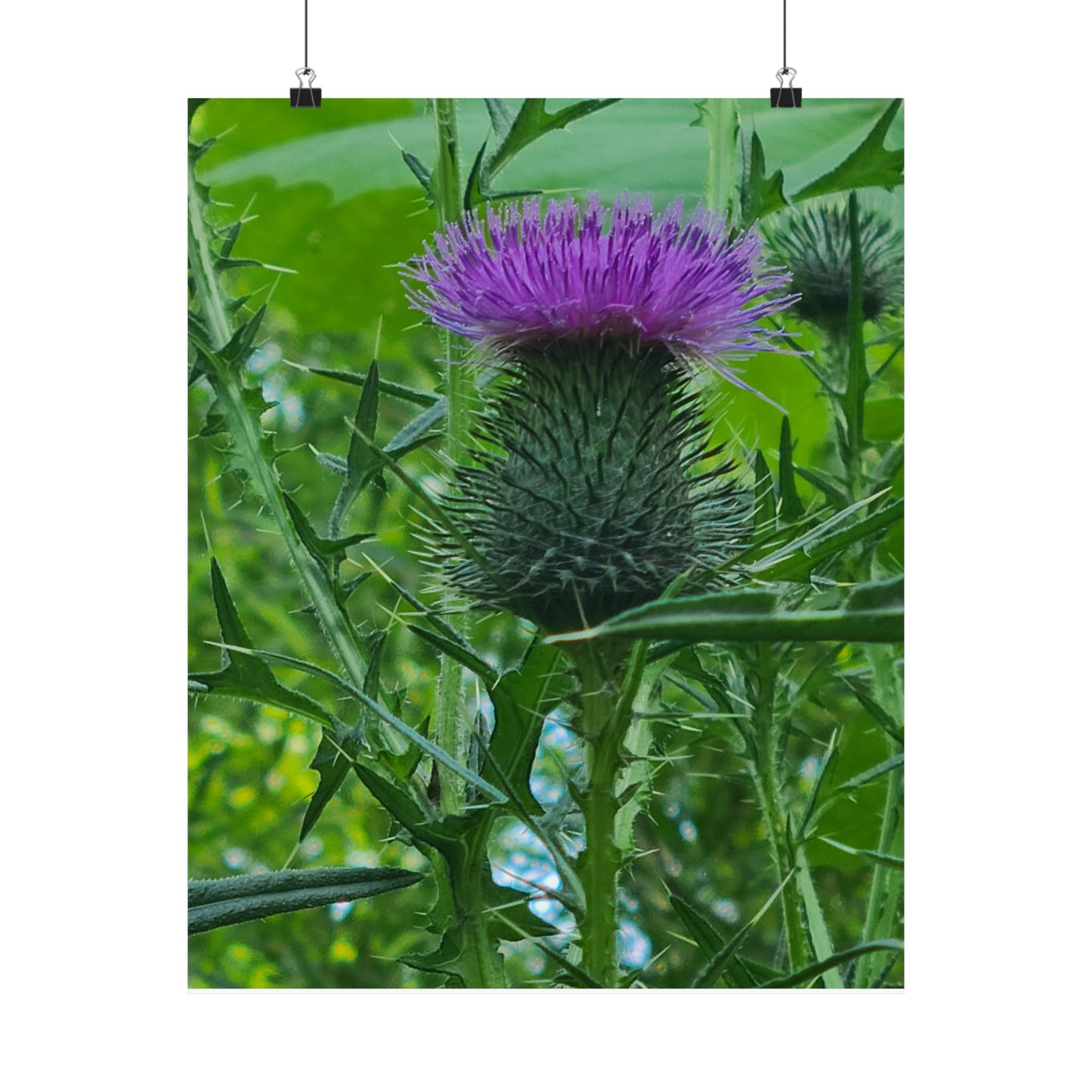 Purple Thistle in North Carolina