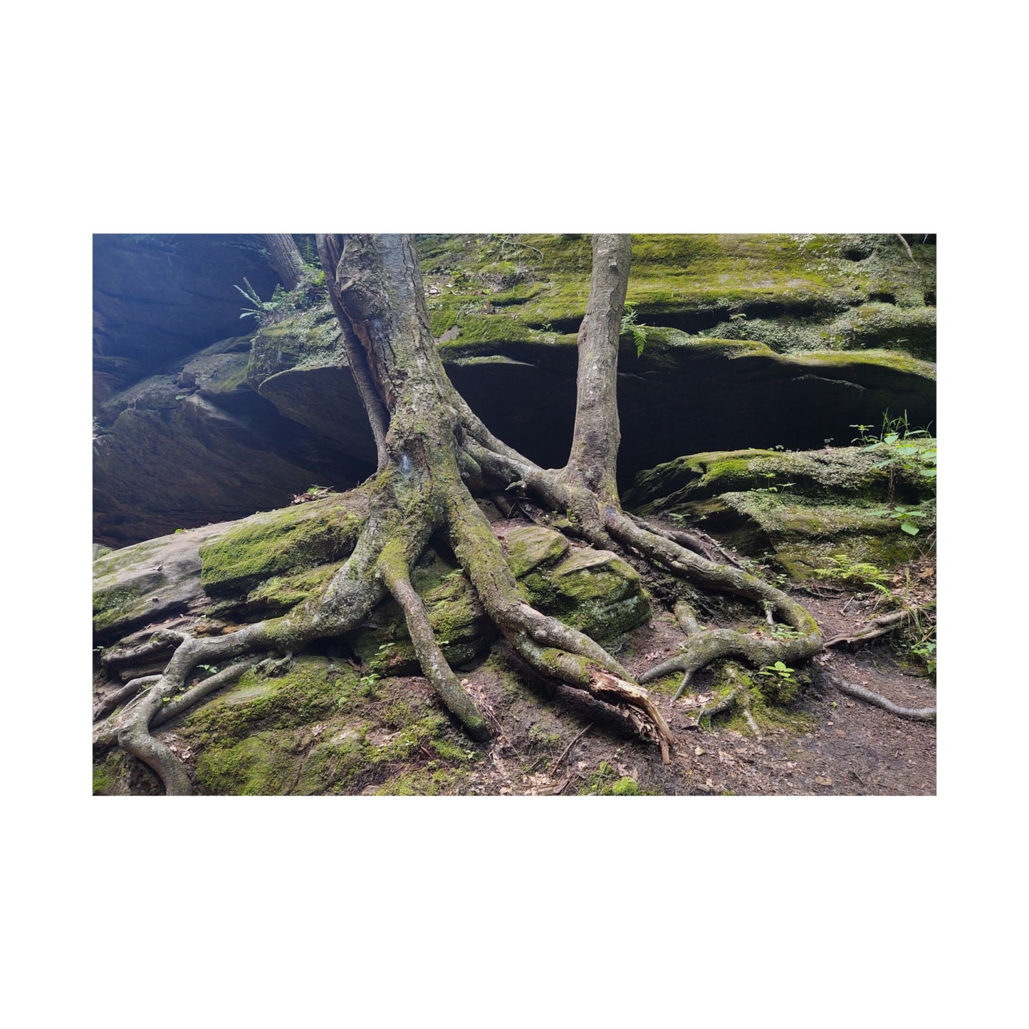 Tree Roots from Hocking Hills State Park Old Man's Cave