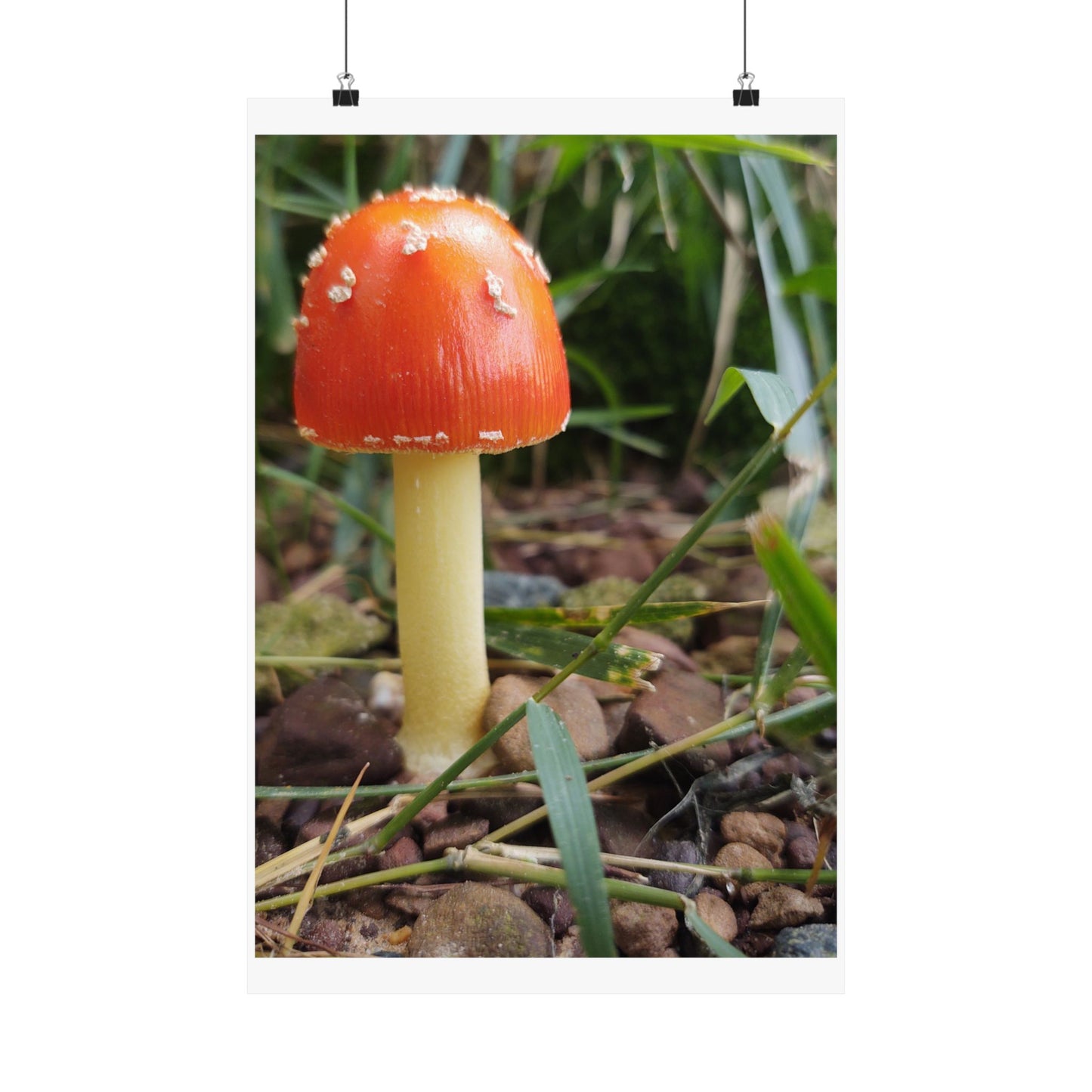 Amanita Muscaria (Fly Agaric) Poster