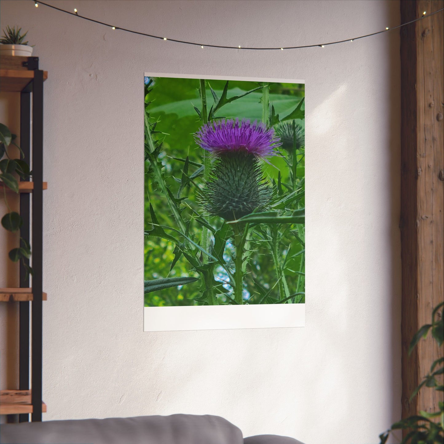 Purple Thistle in North Carolina