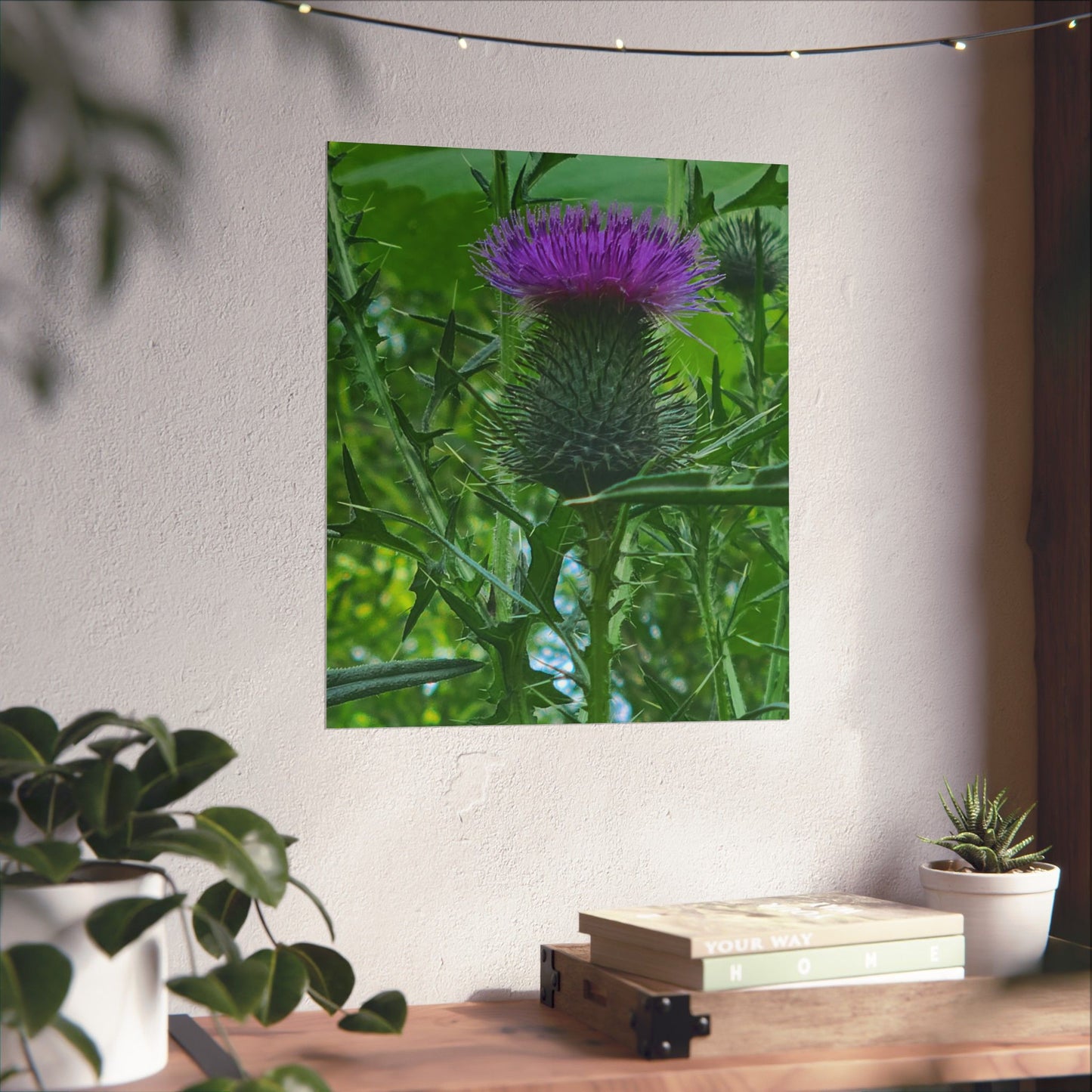 Purple Thistle in North Carolina