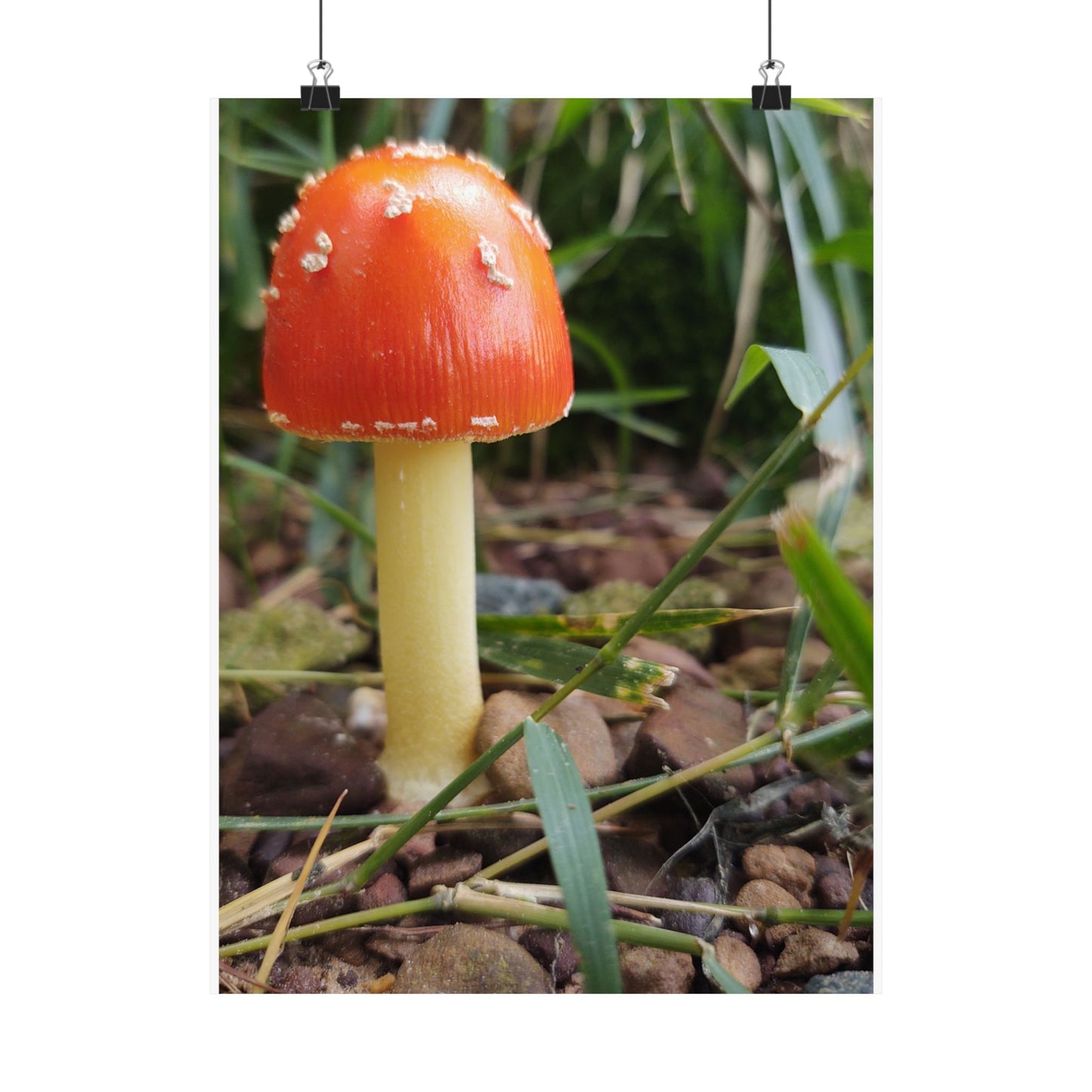 Amanita Muscaria (Fly Agaric) Poster