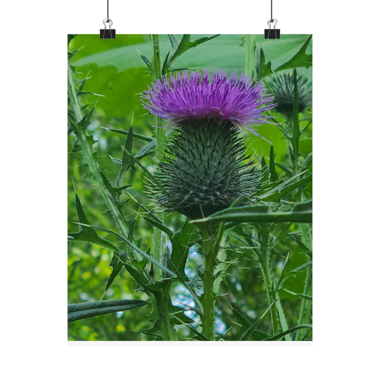 Purple Thistle in North Carolina