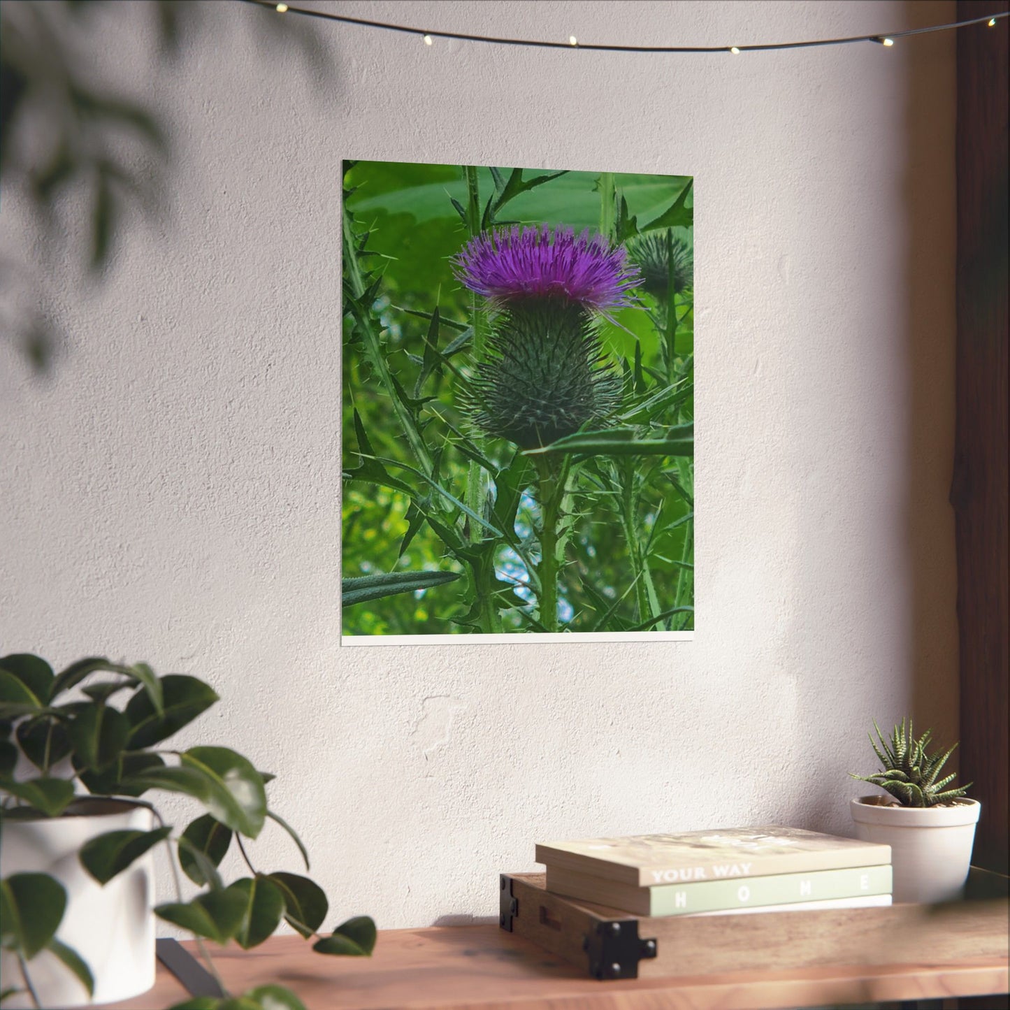 Purple Thistle in North Carolina