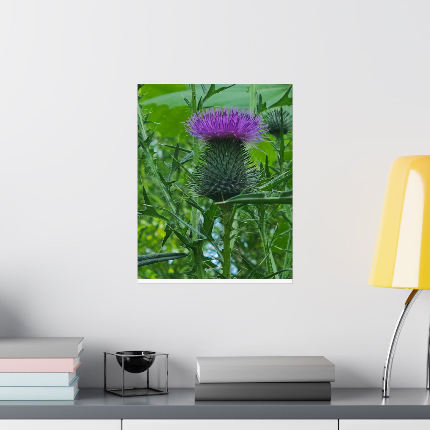 Purple Thistle in North Carolina