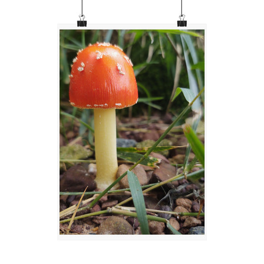 Amanita Muscaria (Fly Agaric) Poster