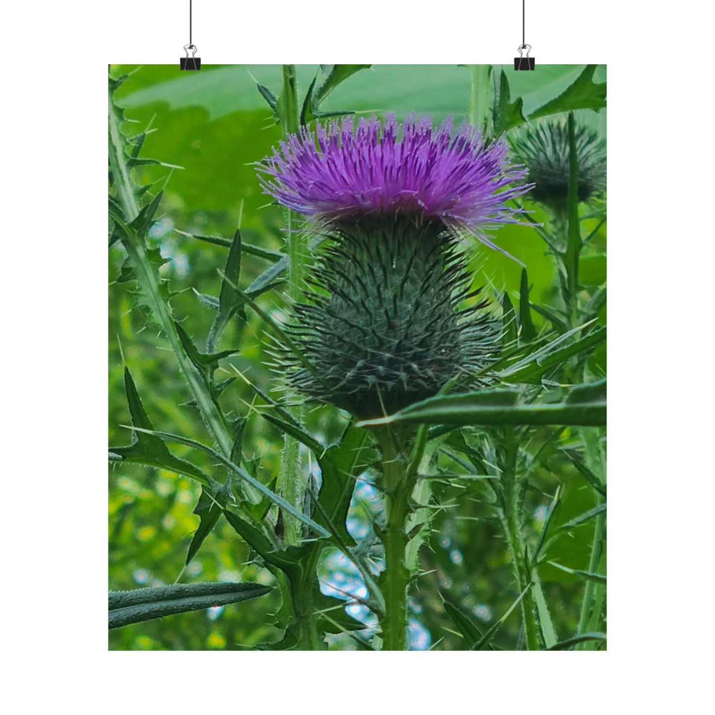 Purple Thistle in North Carolina