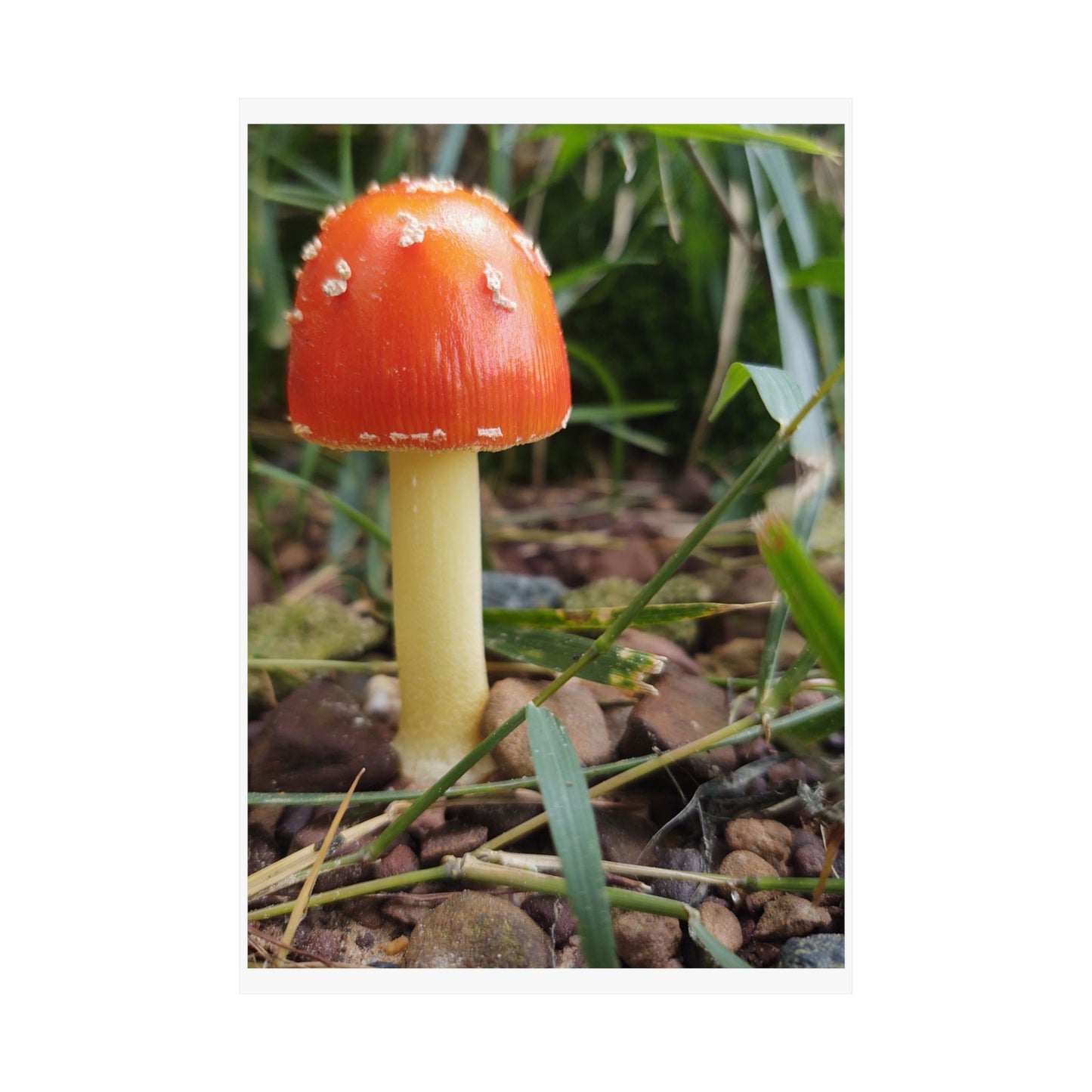 Amanita Muscaria (Fly Agaric) Poster