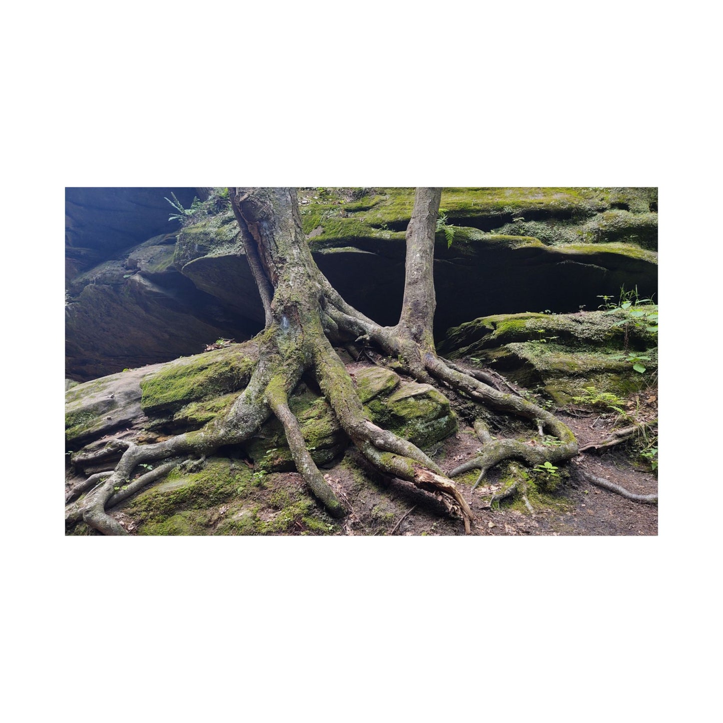 Tree Roots from Hocking Hills State Park Old Man's Cave