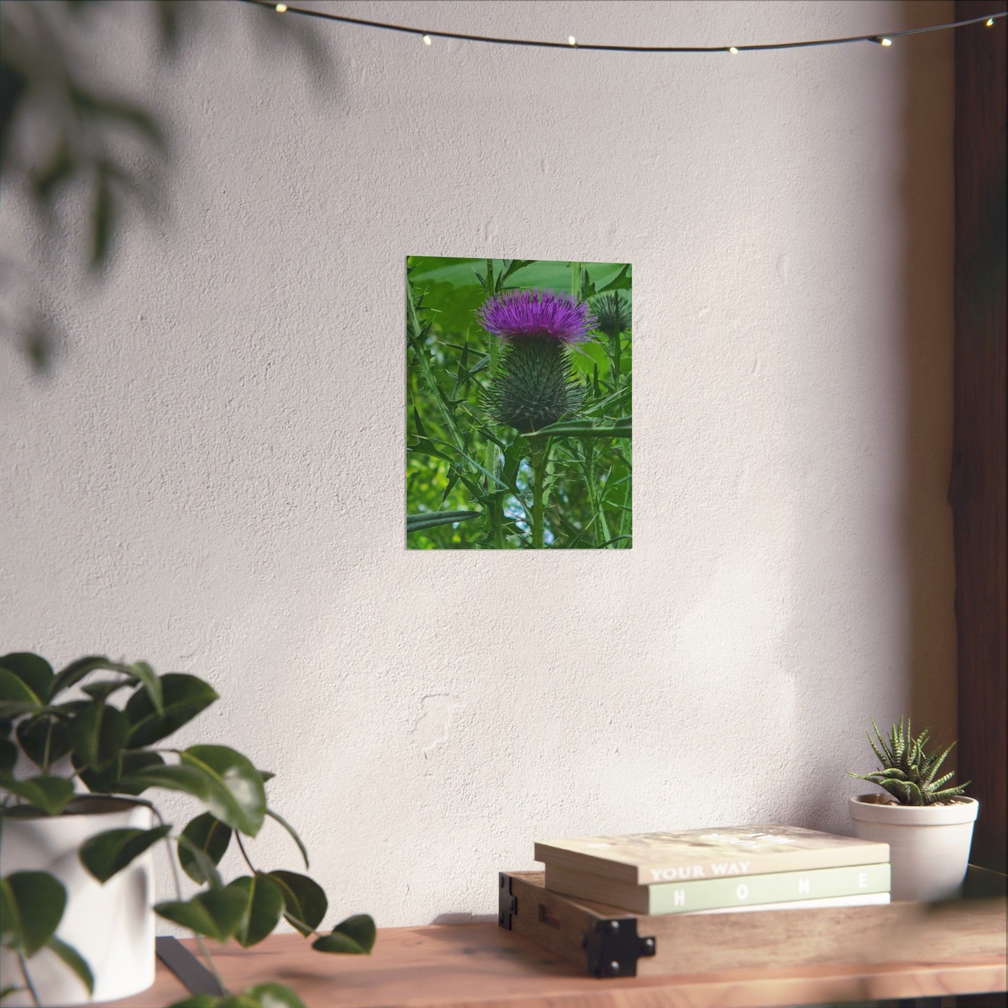 Purple Thistle in North Carolina