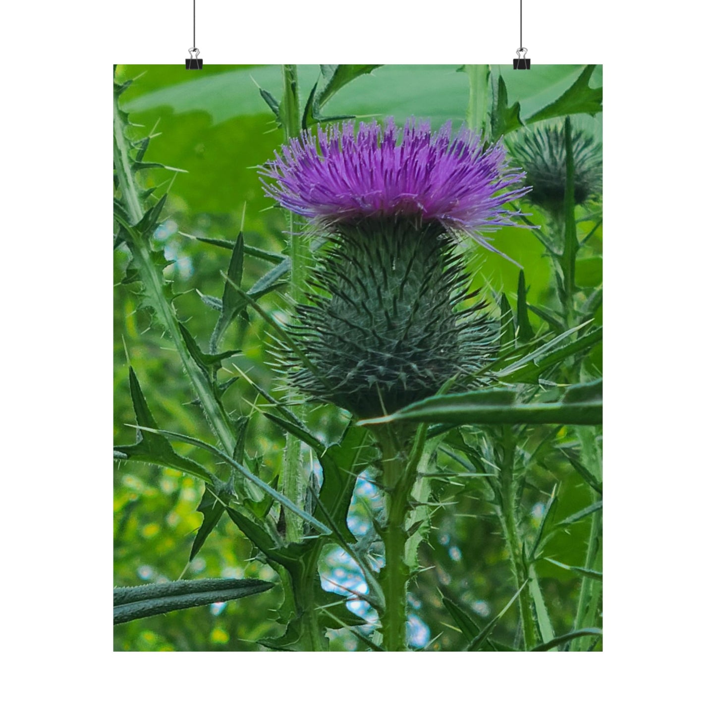 Purple Thistle in North Carolina