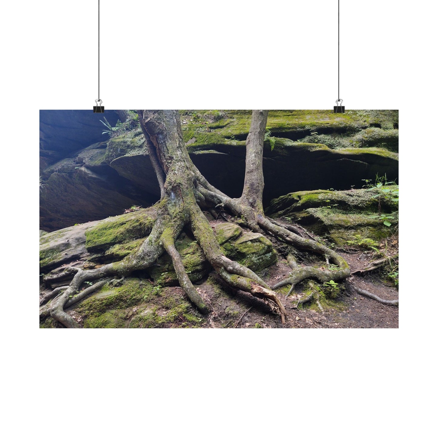 Tree Roots from Hocking Hills State Park Old Man's Cave