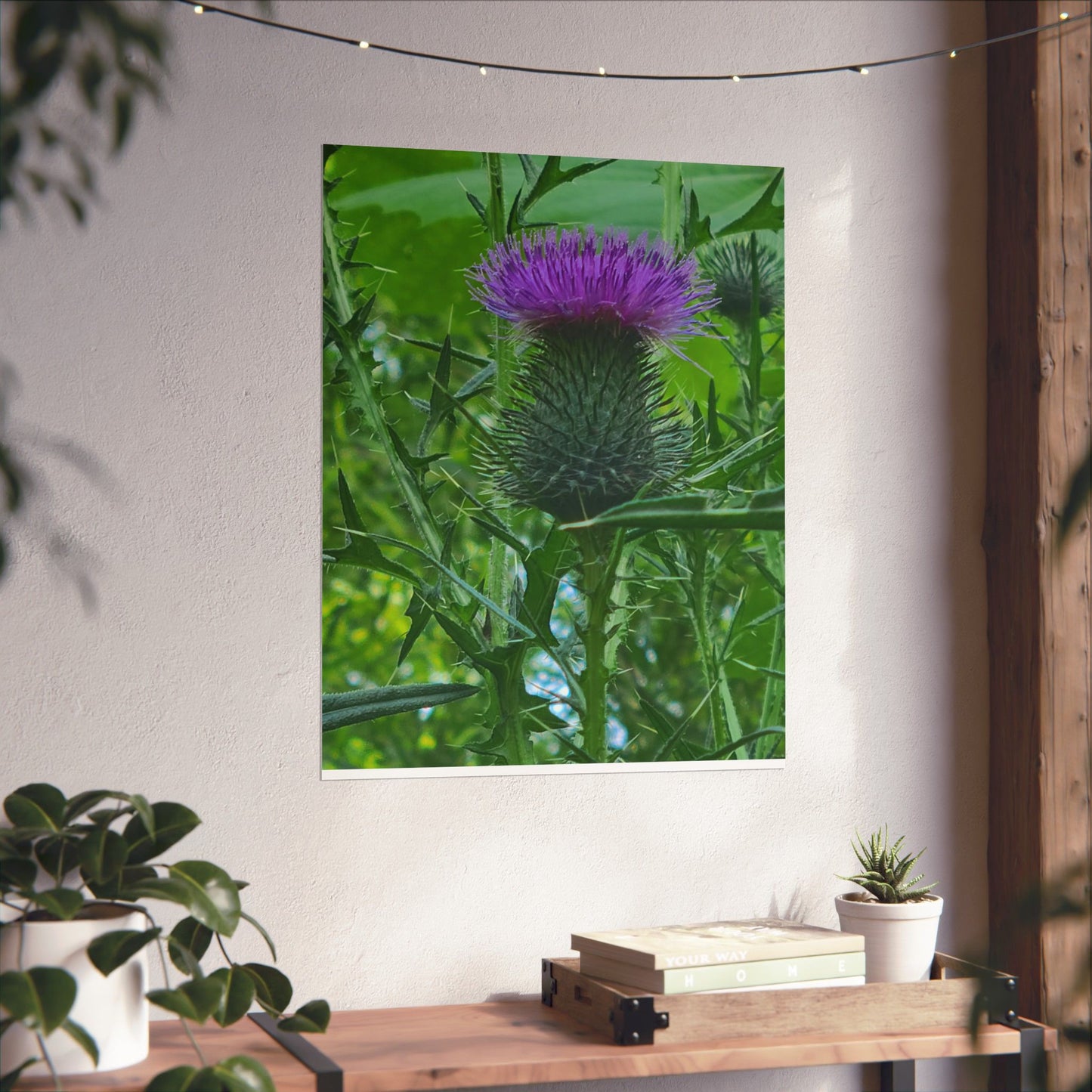 Purple Thistle in North Carolina