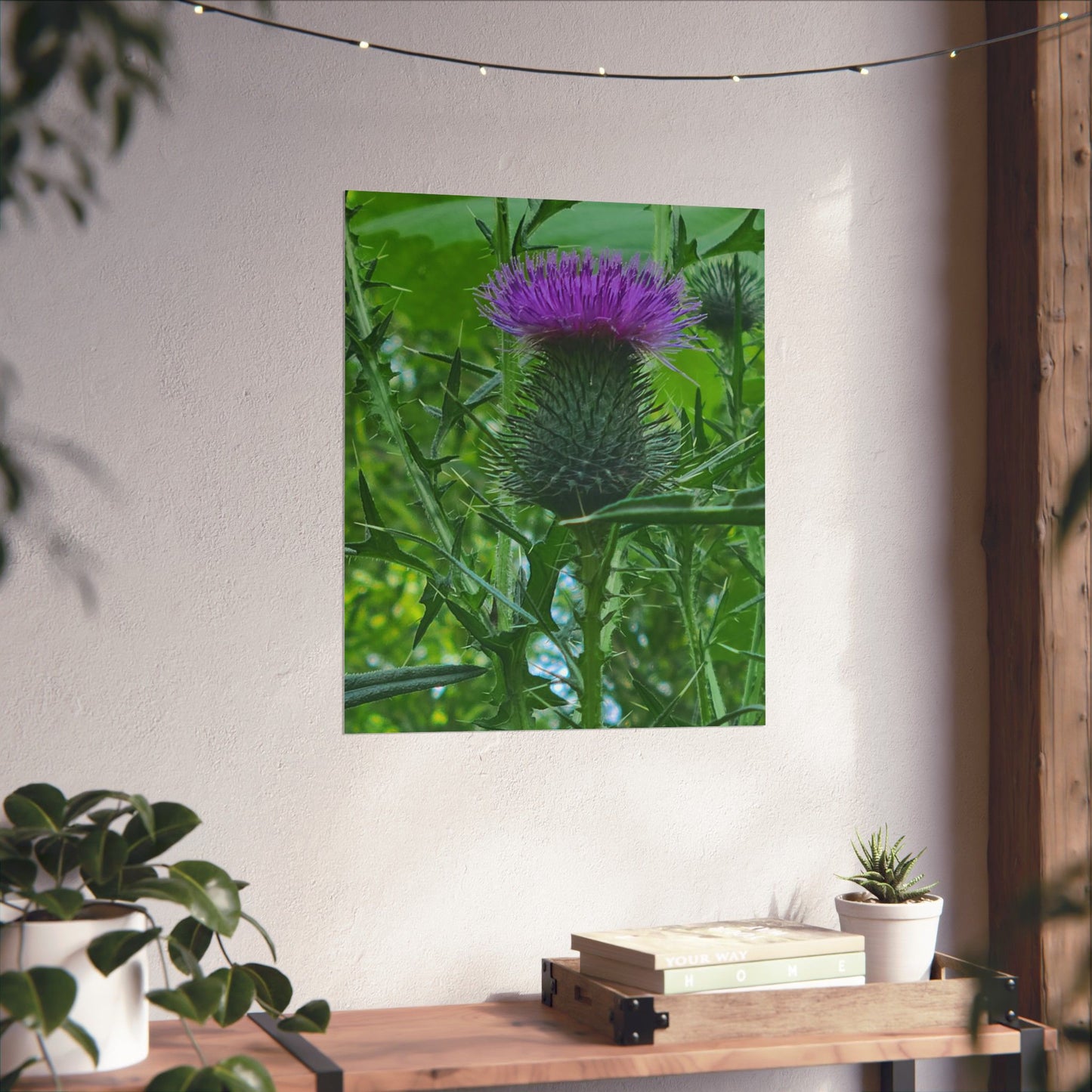 Purple Thistle in North Carolina