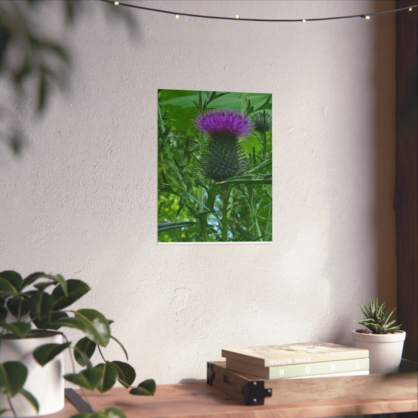 Purple Thistle in North Carolina